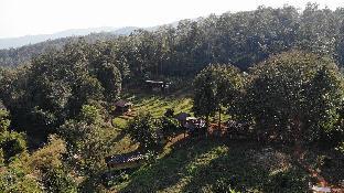 chiang mai elephant friends