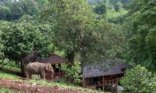 chiang mai elephant friends