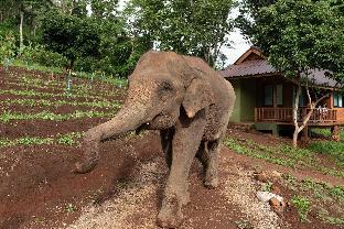 chiang mai elephant friends