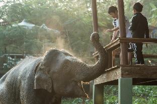 chiang mai elephant friends