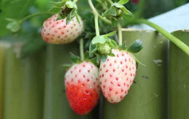 chom thong