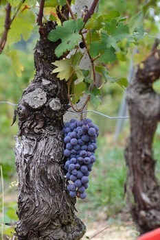 agriturismo ridaroca