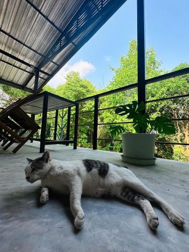 koh tao