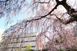 taisho modern villa zen