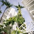 oasis hotel waikiki