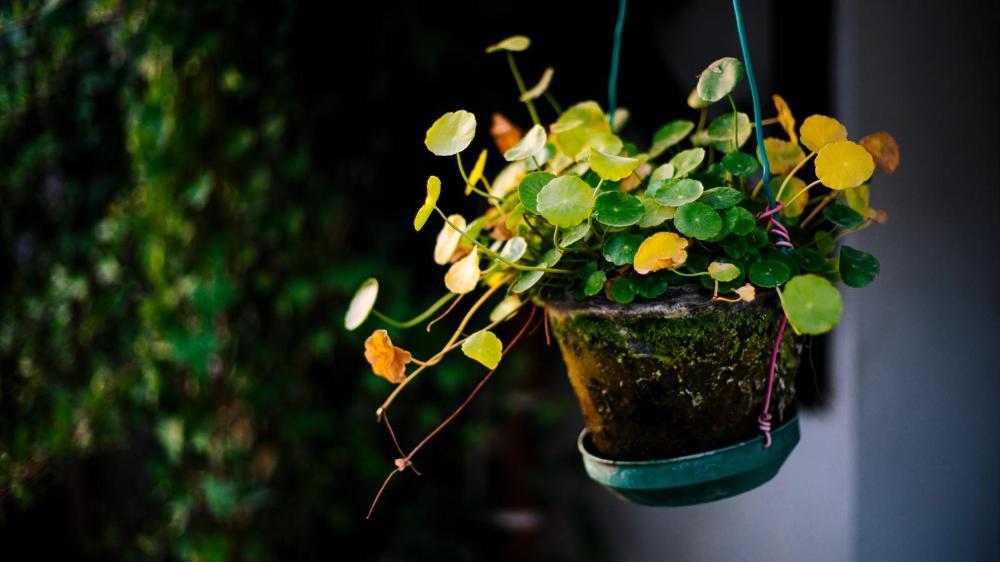 floral hotel suzhou sushun