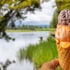 springhill suites by marriott island park yellowstone