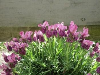 un figuier dans notre jardin