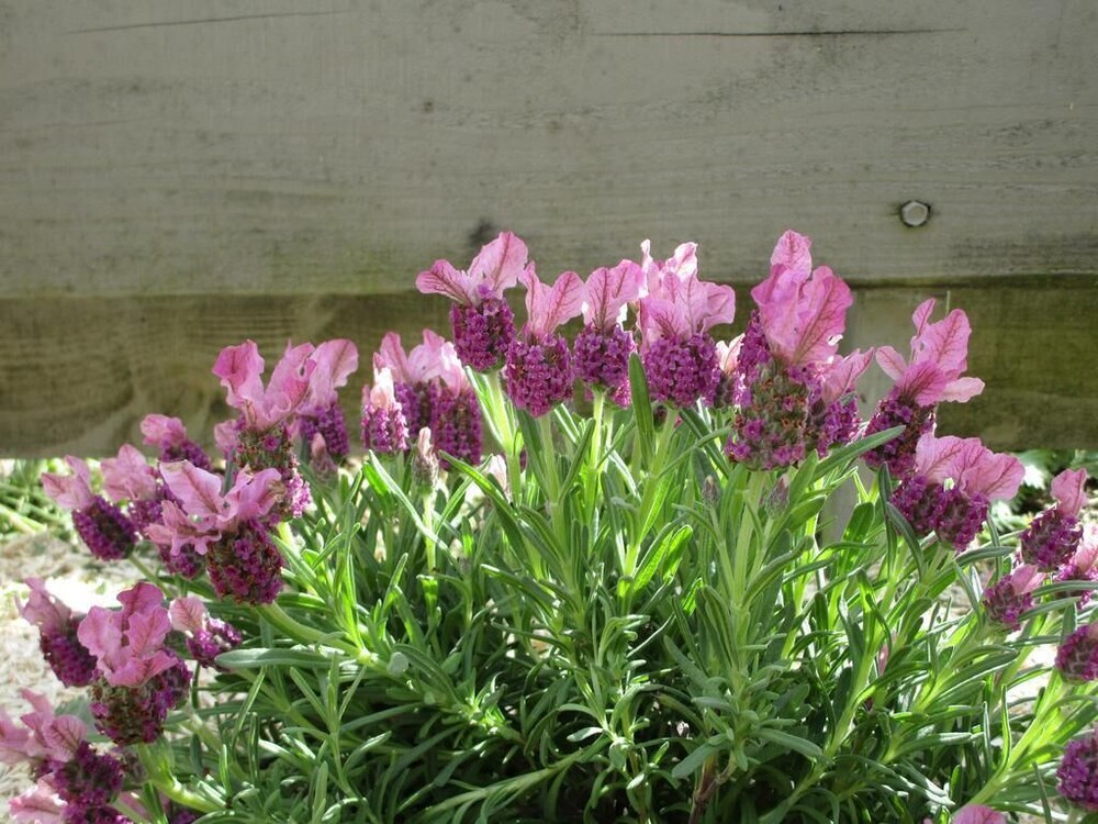 un figuier dans notre jardin
