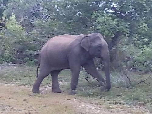 yala safari and relax camping