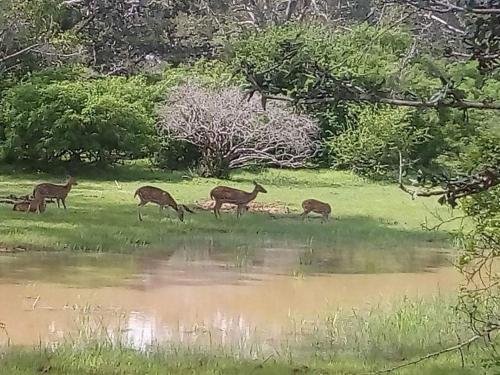 yala safari and relax camping