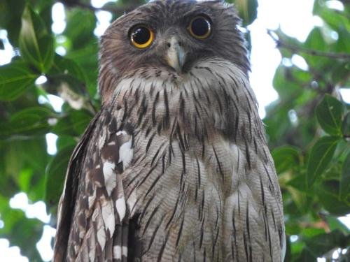 yala safari and relax camping