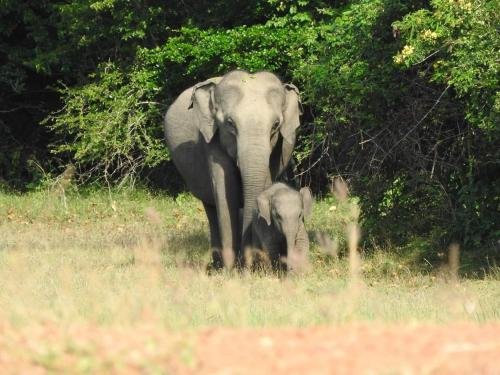 yala safari and relax camping