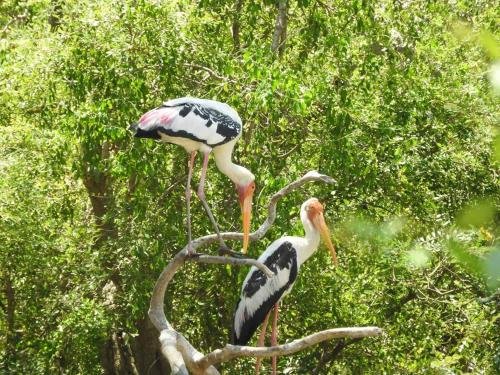 yala safari and relax camping