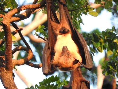 yala safari and relax camping