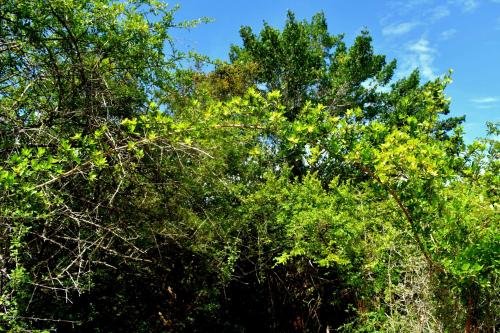 yala safari and relax camping