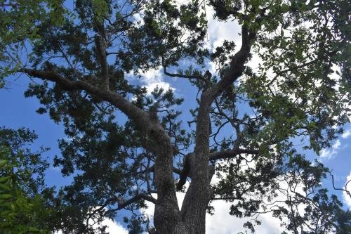 yala safari and relax camping