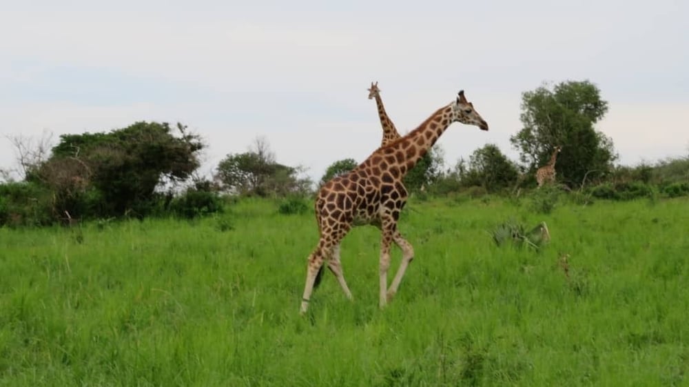 tangi safaris lodge