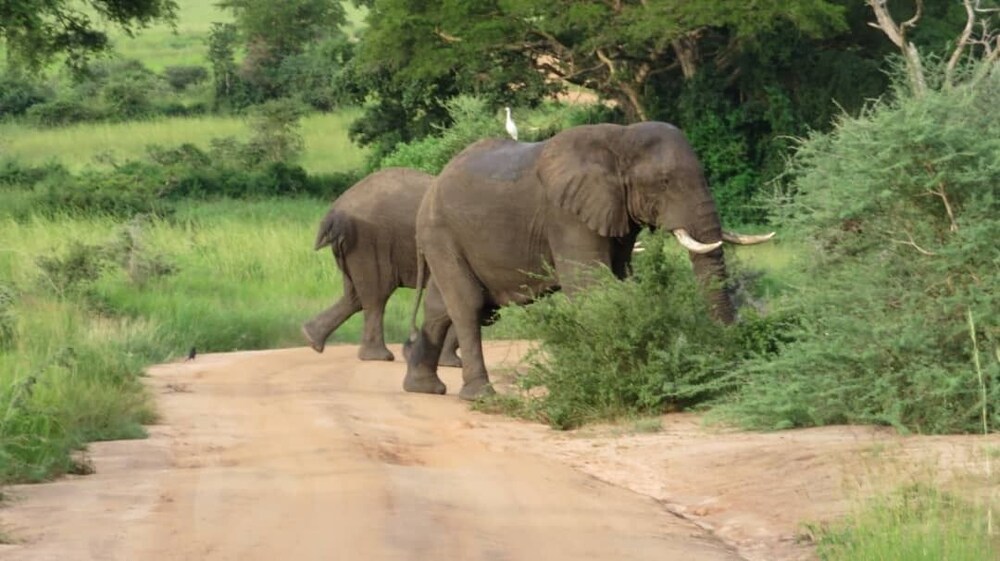 tangi safaris lodge