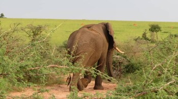 tangi safaris lodge