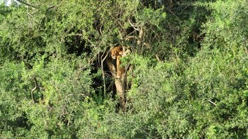 tangi safaris lodge
