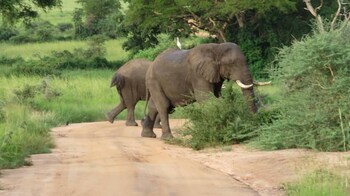 tangi safaris lodge