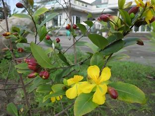 lehuo shoudo moli homestay