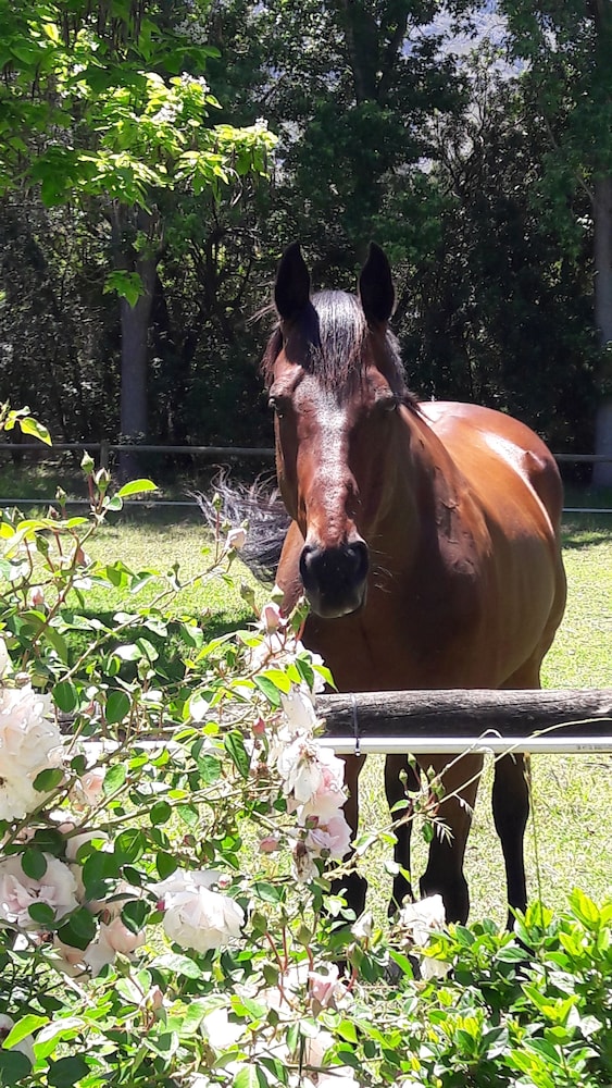languedoc farm