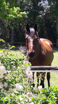 languedoc farm