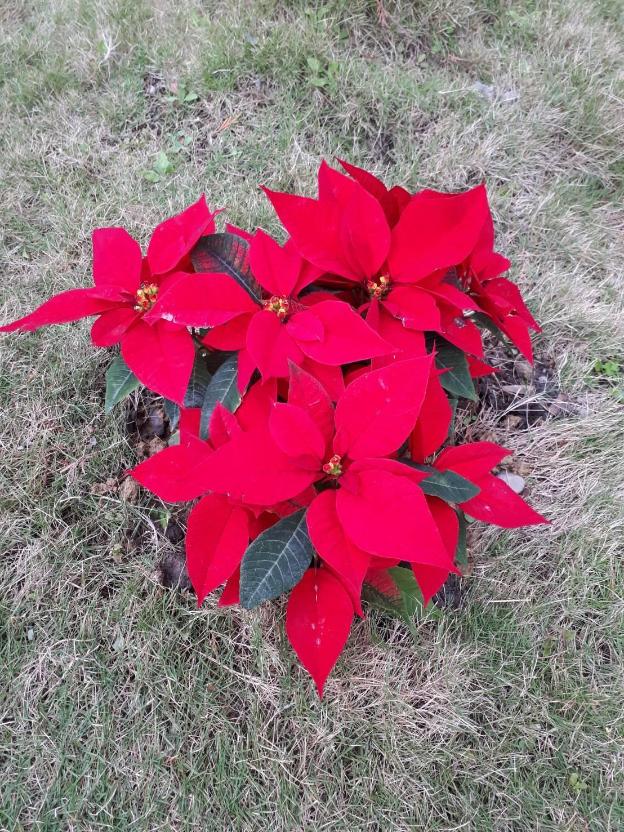 adu bed and breakfast