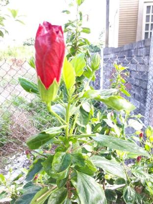 adu bed and breakfast