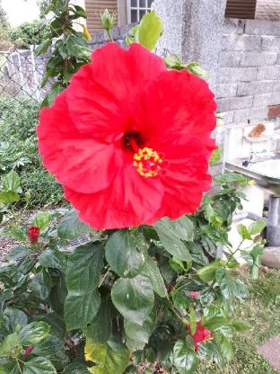 adu bed and breakfast