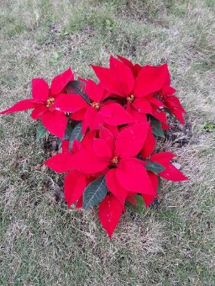 adu bed and breakfast