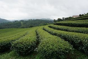 101 tea green view