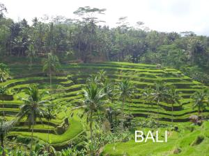 ubud