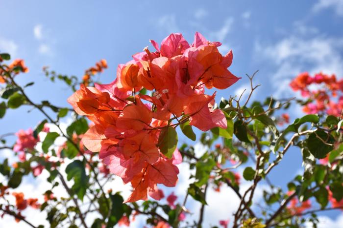 guest house stella rina