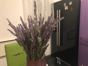 casa di lavanda