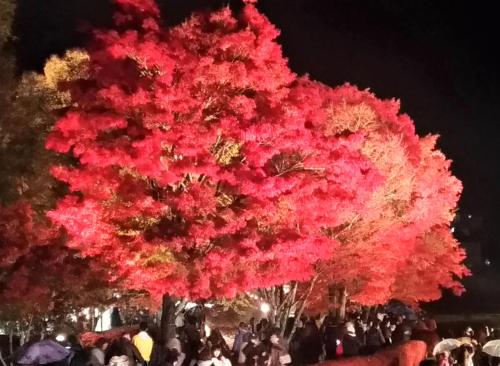 fuji viewest villa rakuwa