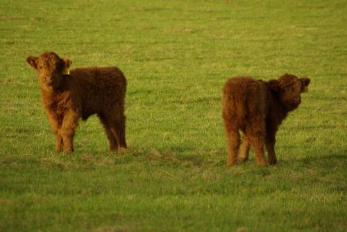 craigadam country house hotel by castle douglas