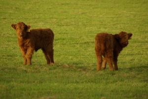 craigadam country house hotel by castle douglas