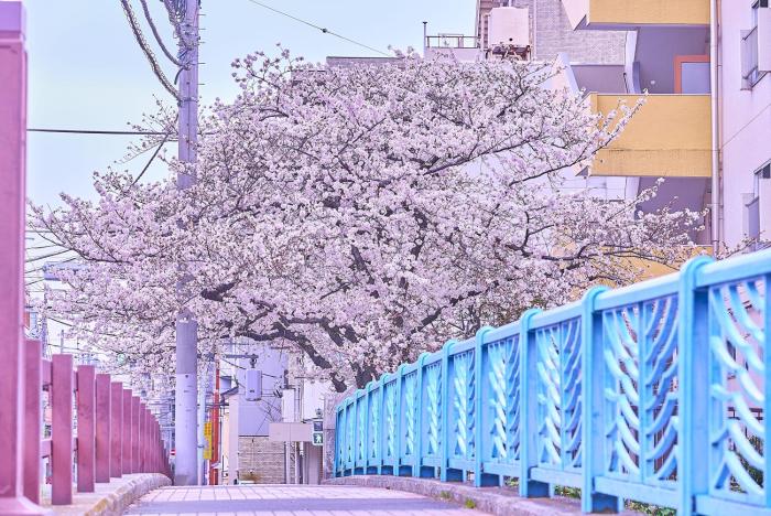 tokyo bay shiomi prince hotel