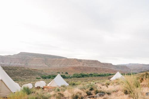zion wildflower