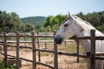 magliano in toscana