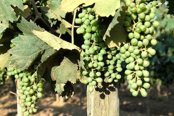 magliano in toscana
