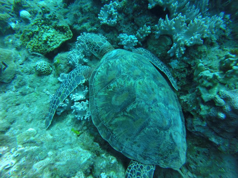 daifuting bed and breakfast