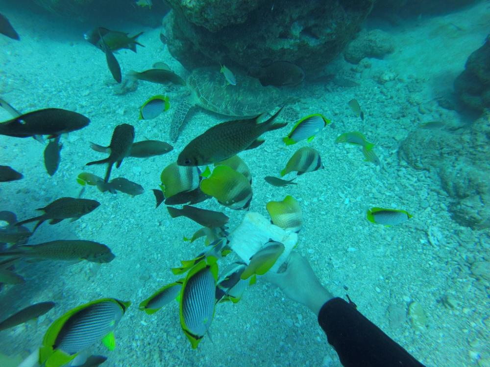 daifuting bed and breakfast