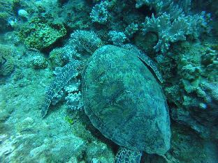 daifuting bed and breakfast