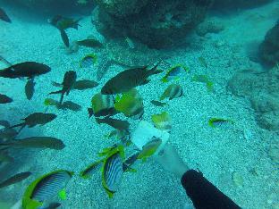 daifuting bed and breakfast