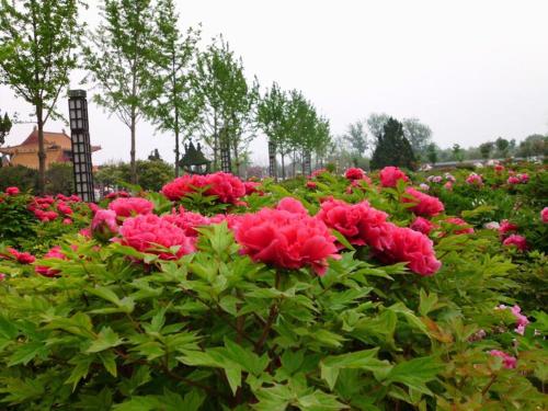 lavande hotel heze university road