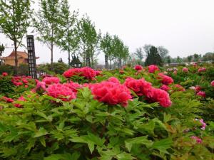 lavande hotel heze university road